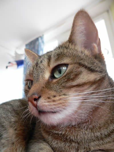 Luzi
