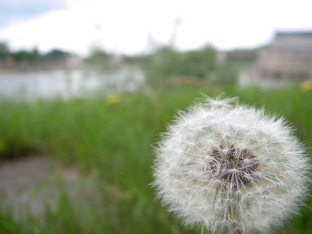 Pusteblume