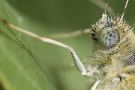 Carf ist was anderes Carf ist was anderes