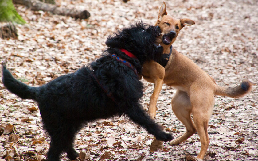 Media_httpwwwkritisch_rfdzp