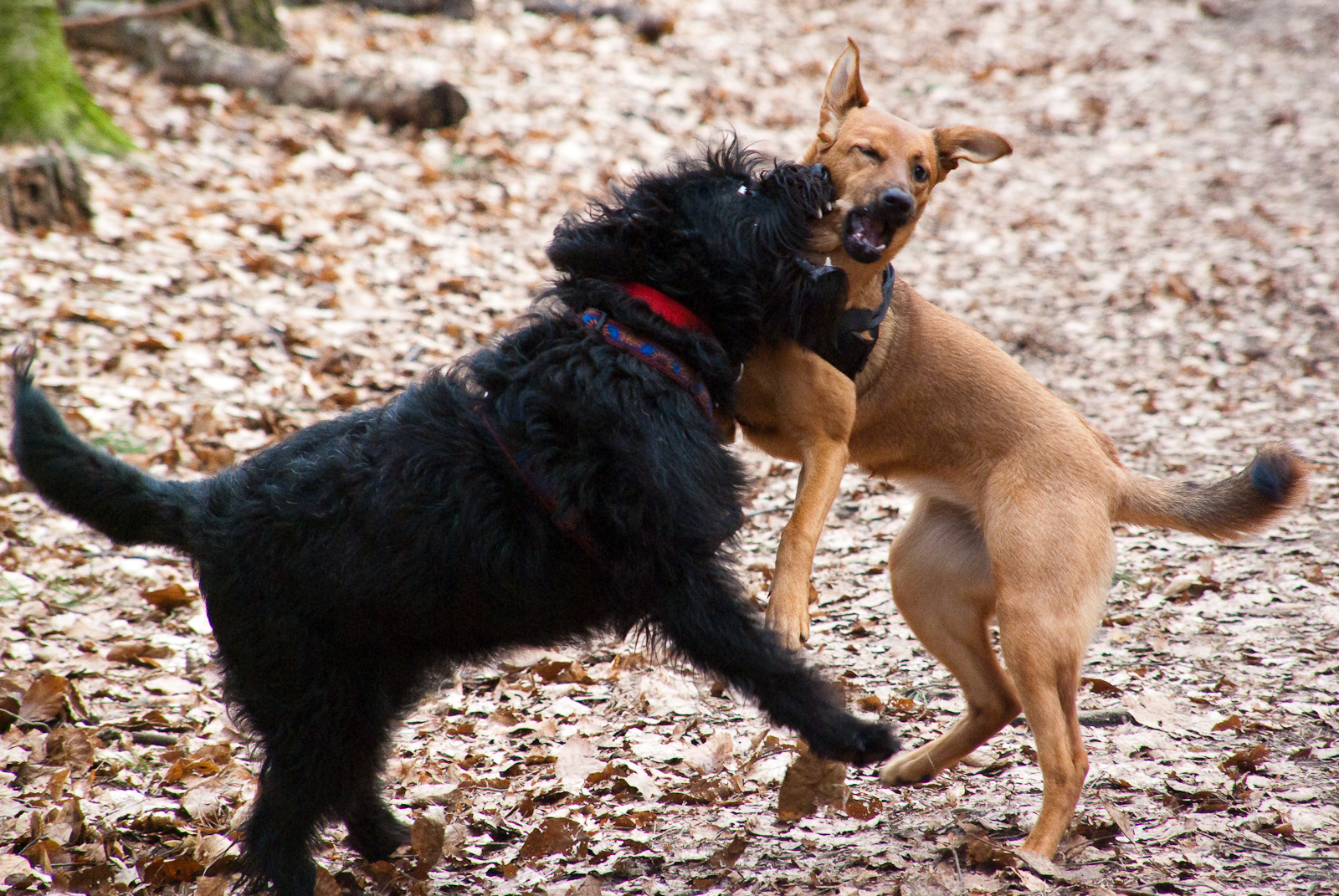 Mehr über den Artikel erfahren Die neuen Klitschko-Brüder
