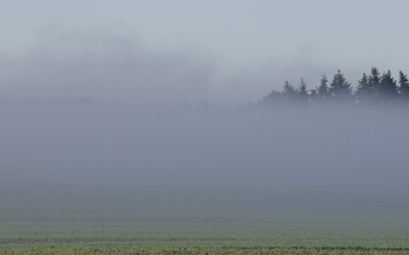 Nebel über der Lieblingswiese. Foto: Hufner