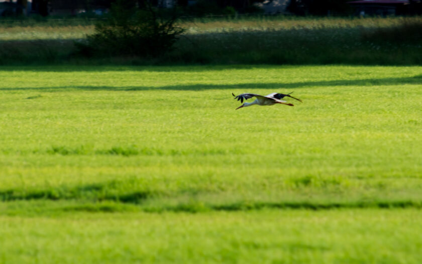 Flugzone Netz. Foto: Hufner