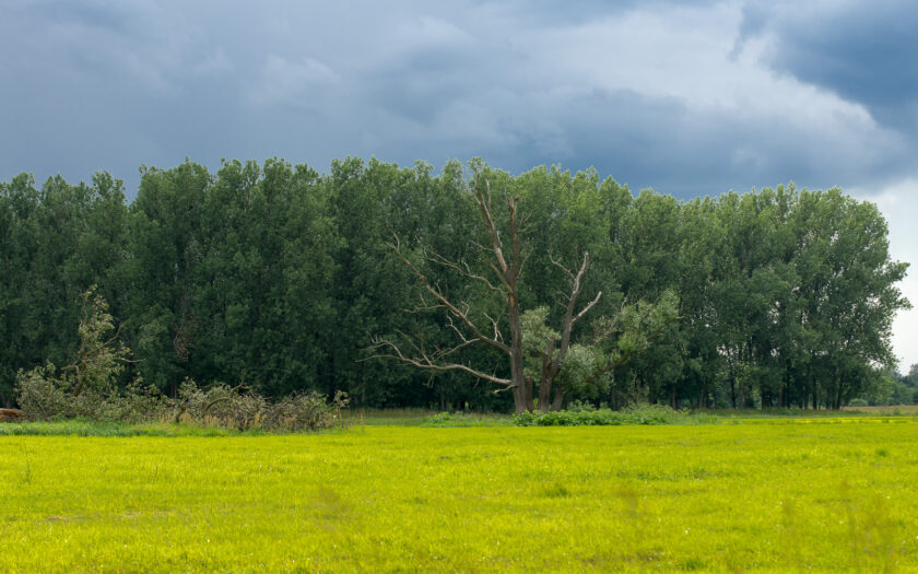 Die Natur hat keine Stimme außer sich selbst. Foto: Hufner