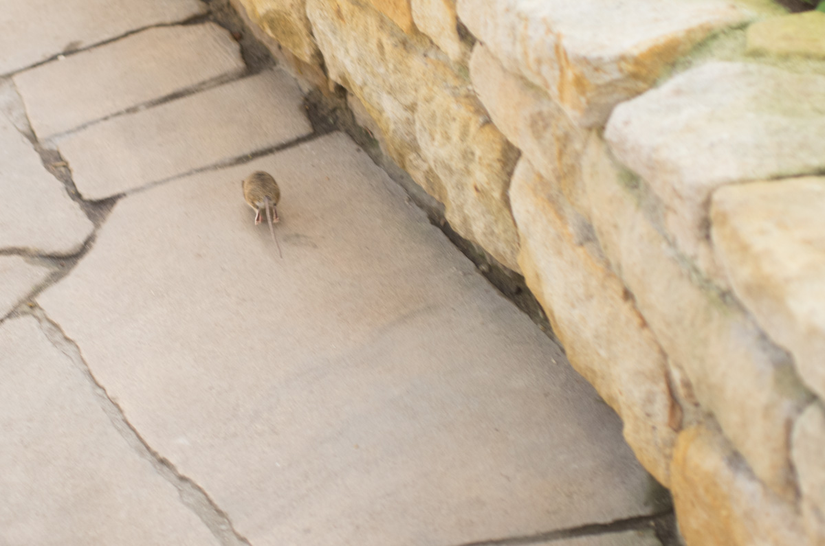 Mehr über den Artikel erfahren Das Gewissen