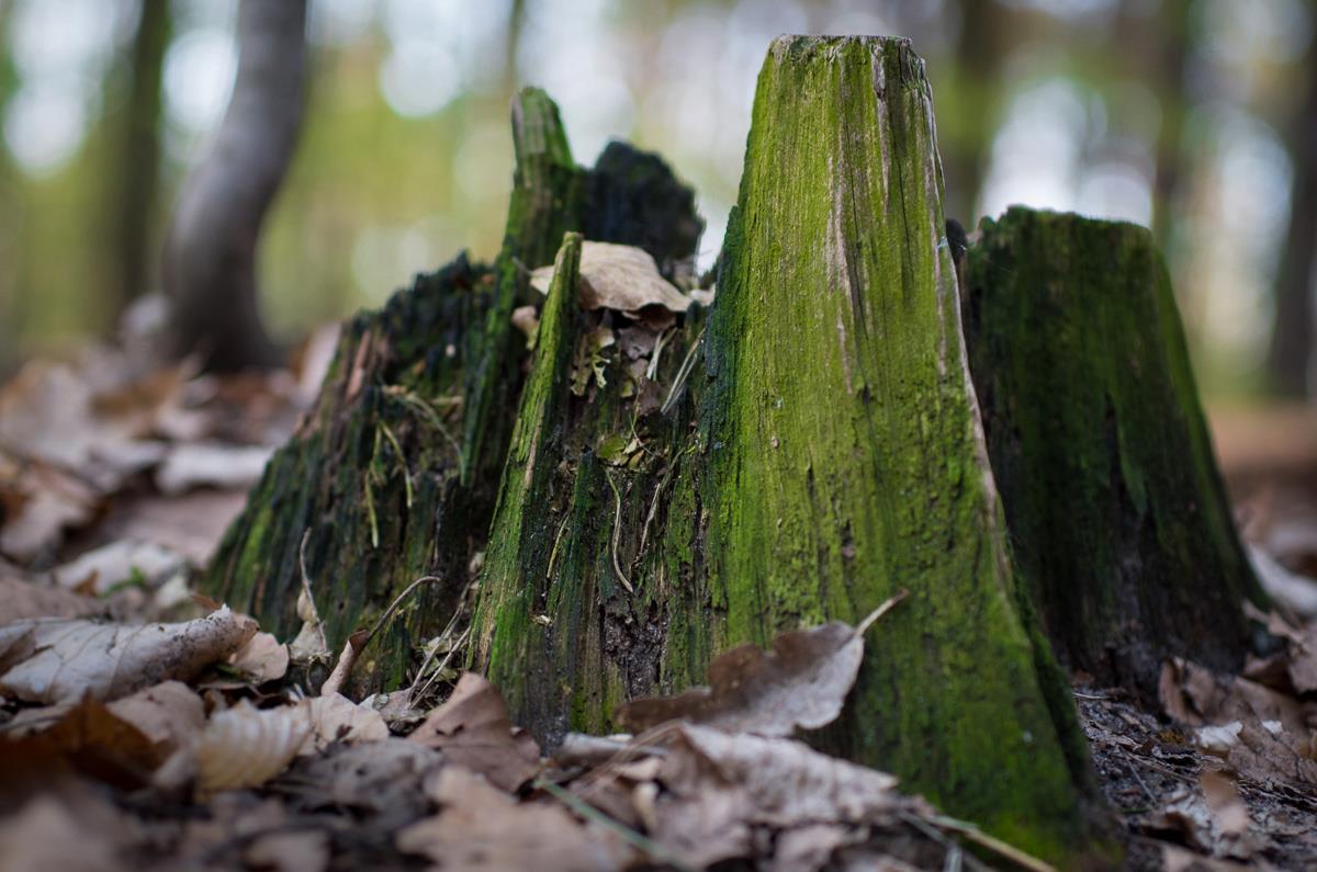 Mehr über den Artikel erfahren Waldeinsamkeit