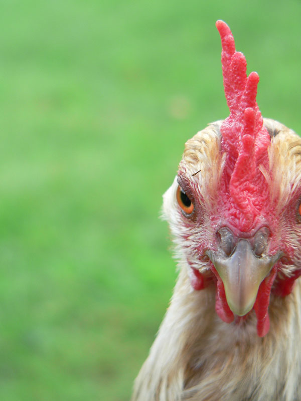 Mehr über den Artikel erfahren Tiere, stumm