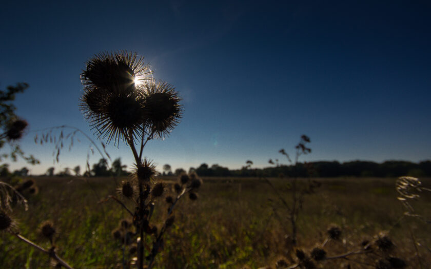 Kletten an der Sonne. Foto: Hufner