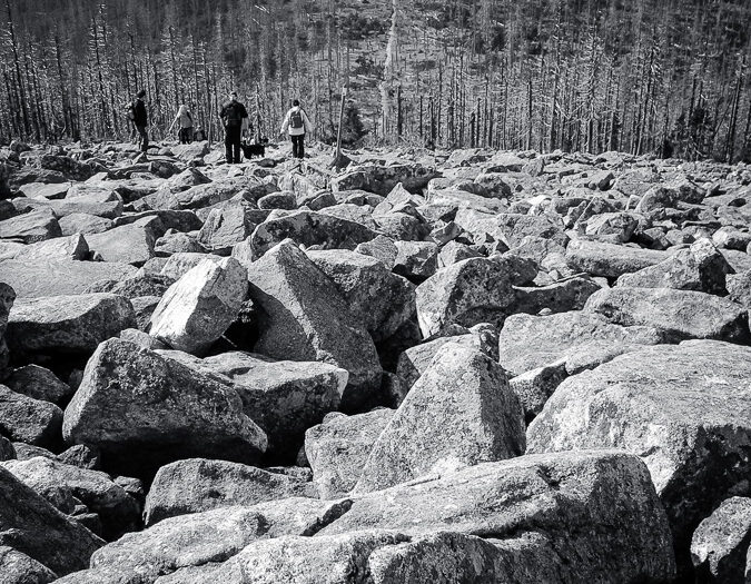 Blick vom Gipfel in die Niederungen eines toten Waldes. Foto: Hufner