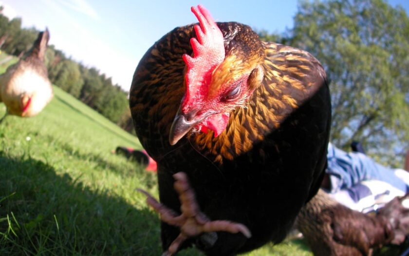 Hüppel beim Nachdenkenspaziergang. Foto: Hufner