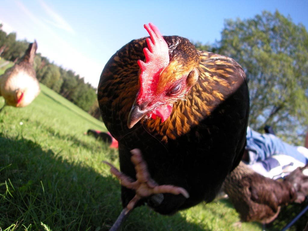 Mehr über den Artikel erfahren Eine Frage, Herr Luhmann!