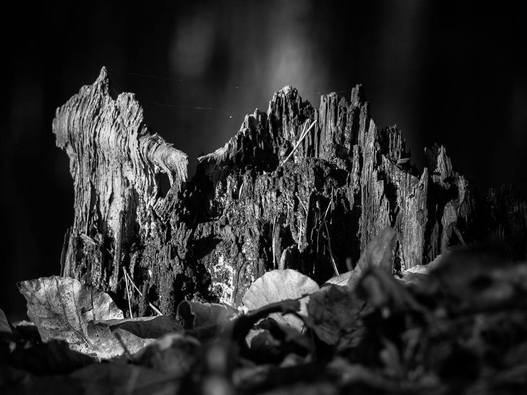 Mehr über den Artikel erfahren Gesellschaft und Screen (Wort zum Sonntag)