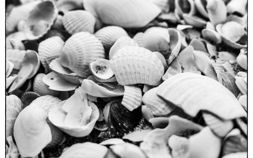 Muscheln unter Muscheln. Foto: Hufner