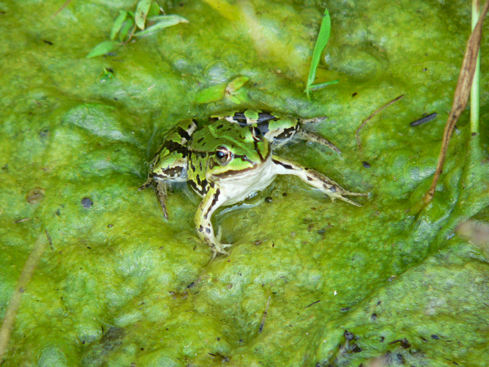 Mehr über den Artikel erfahren Ideologie als Wahrheit – Die Vernichtung der Differenzierung