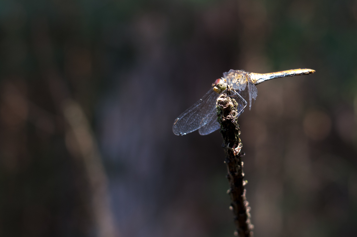 Du betrachtest gerade Netz-Renitenz