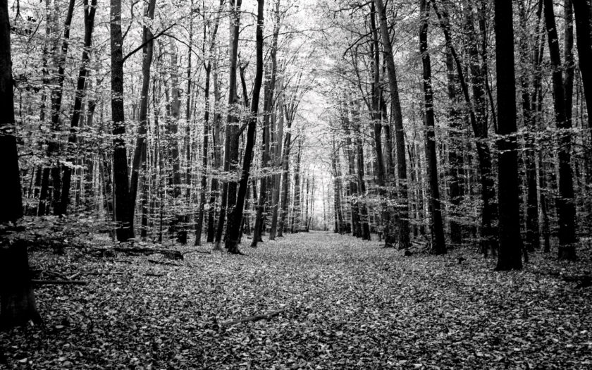 Mancher Jurist sieht den Wald vor lauter Bäumen nicht. Foto: Hufner