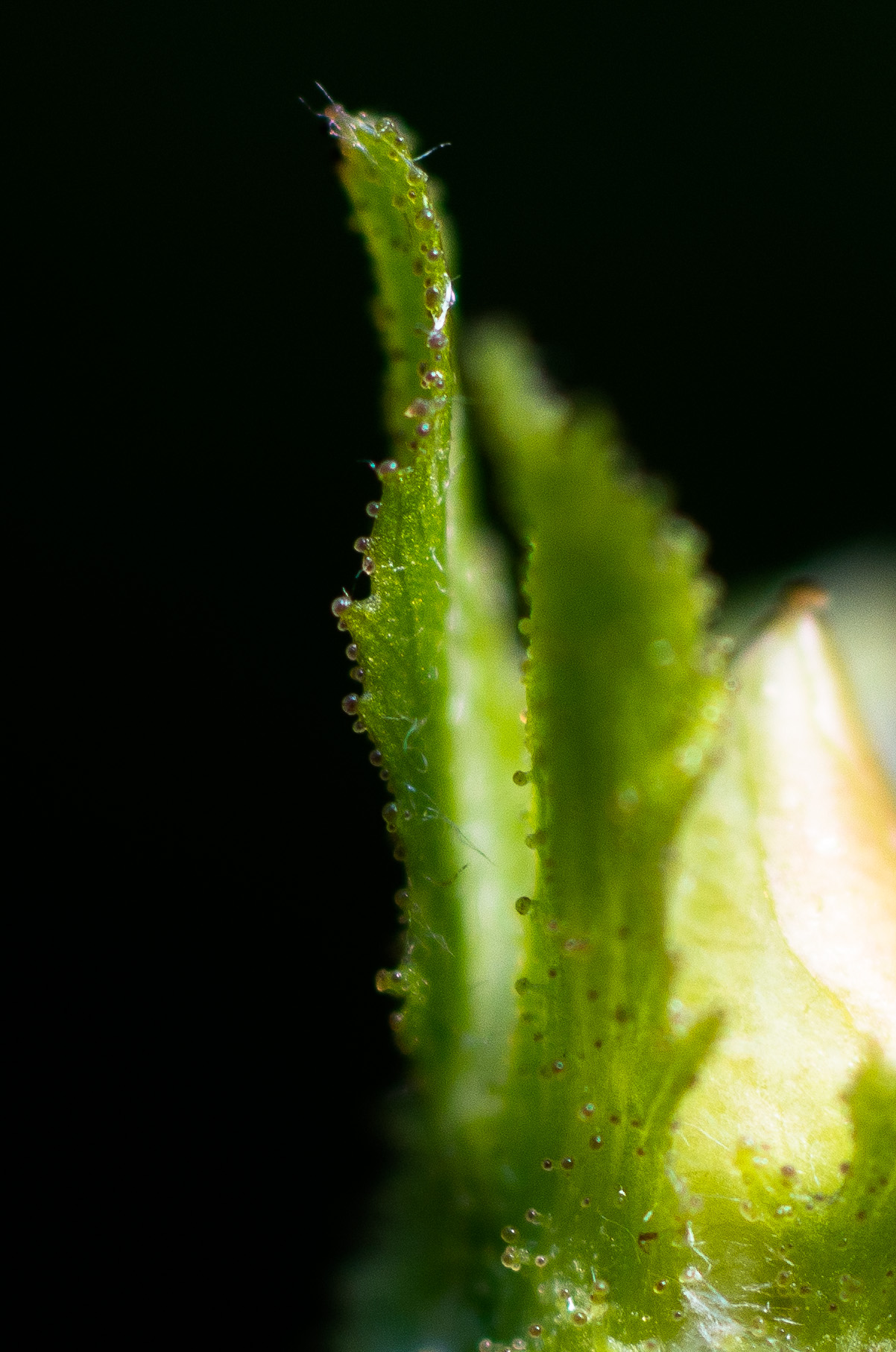 Mehr über den Artikel erfahren Qualternative