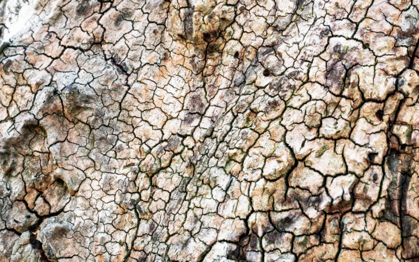 Totes Holz lebt länger. Foto: Hufner