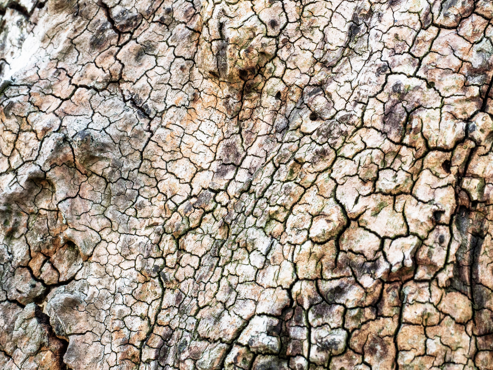 Mehr über den Artikel erfahren Holz lebt