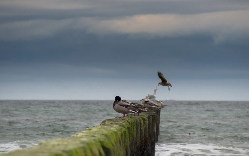 Fütterung. Foto: Hufner