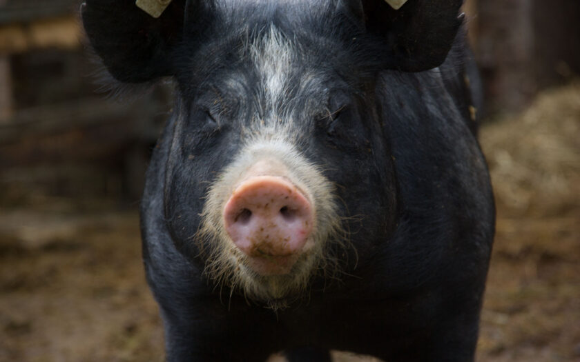Schweine können nichts dafür. Foto: Hufner