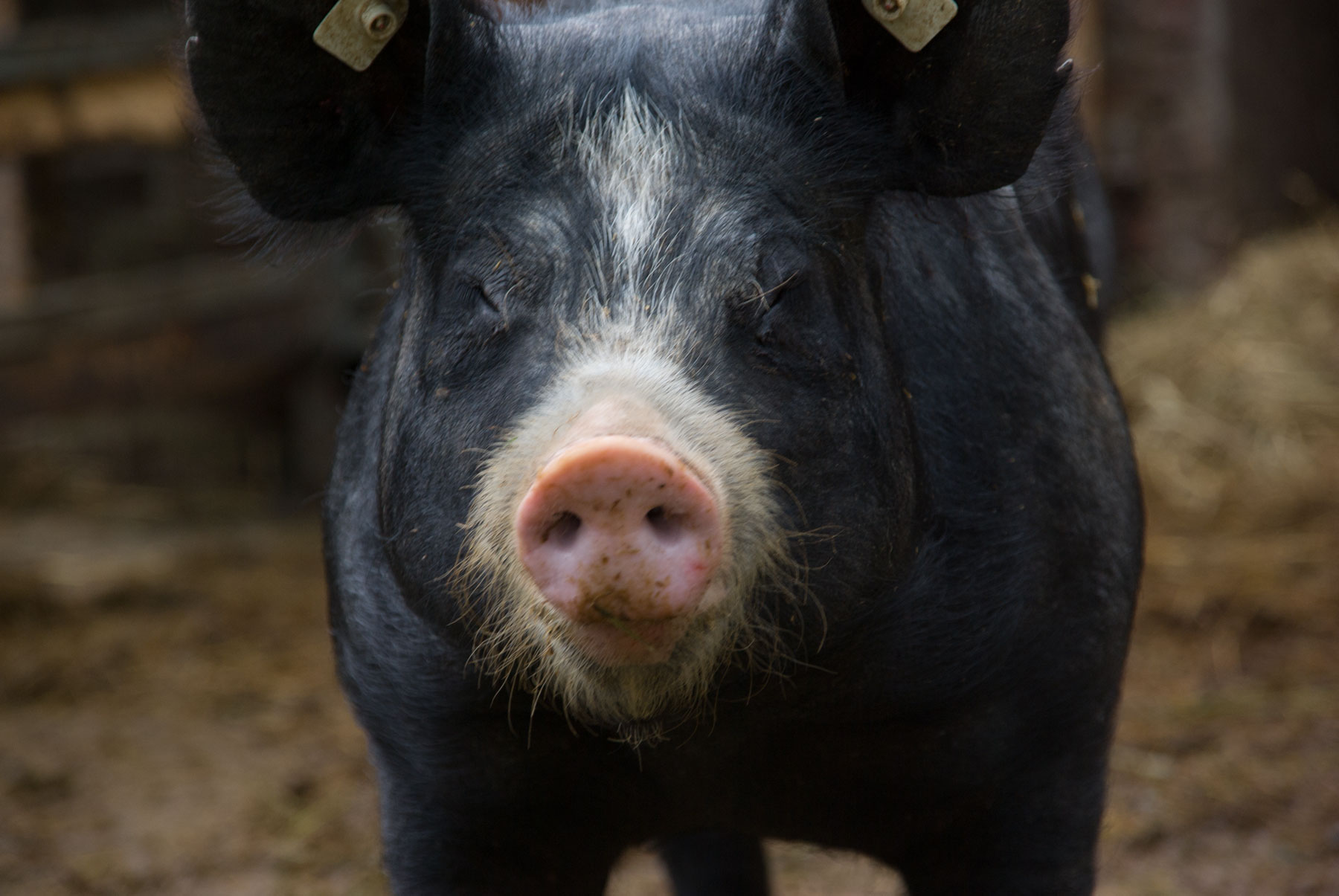 Mehr über den Artikel erfahren Erinnerung an Charles Munch