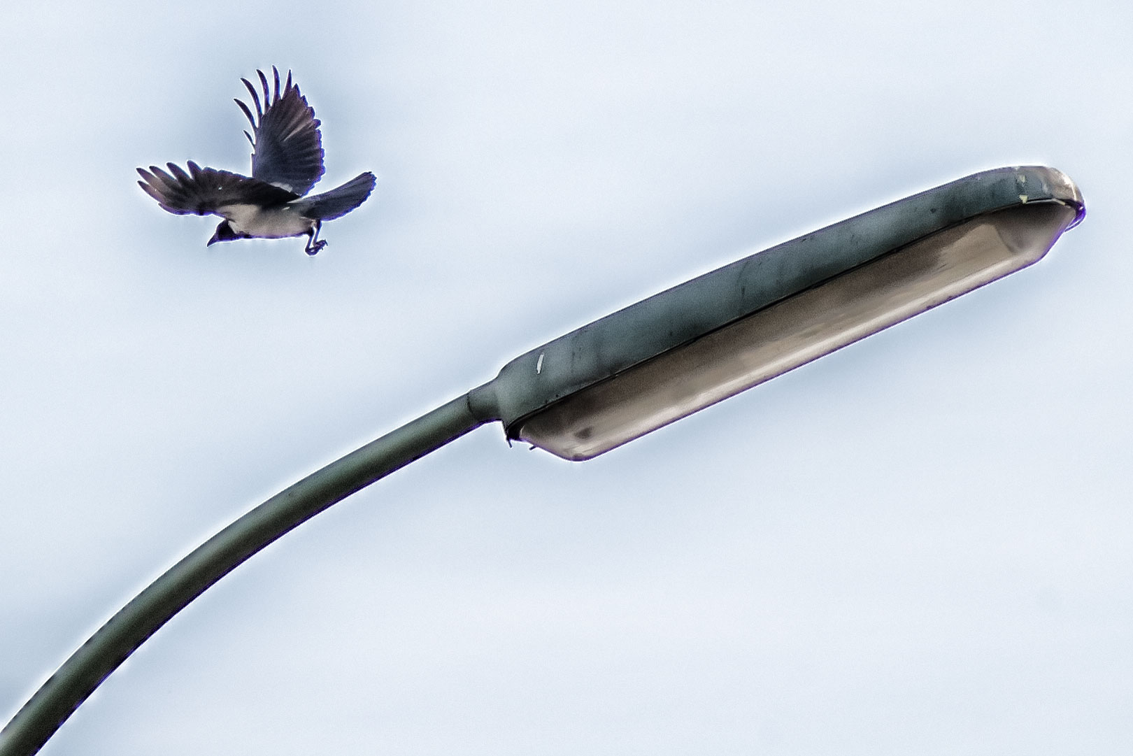 Mehr über den Artikel erfahren Zwitschern in Zeiten des Rauschens