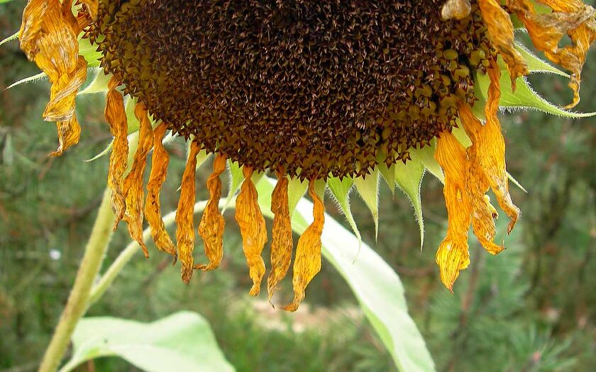 Im botanischen Vorgarten von Regensburg. Kunstblume der Sonne. Foto: Hufner