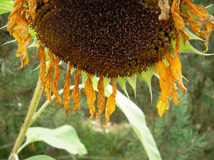 Im botanischen Vorgarten von Regensburg. Kunstblume der Sonne. Foto: Hufner
