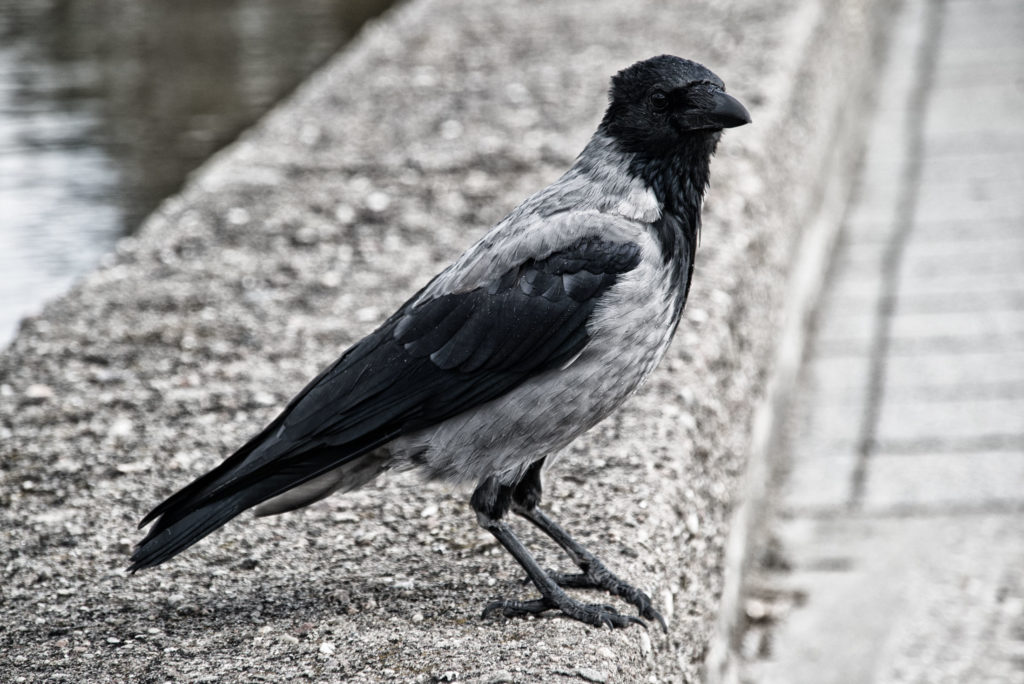 Eine Krähe. Foto: Hufner