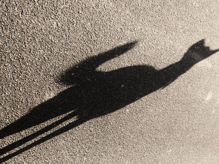 Schatten. Foto: Hufner
