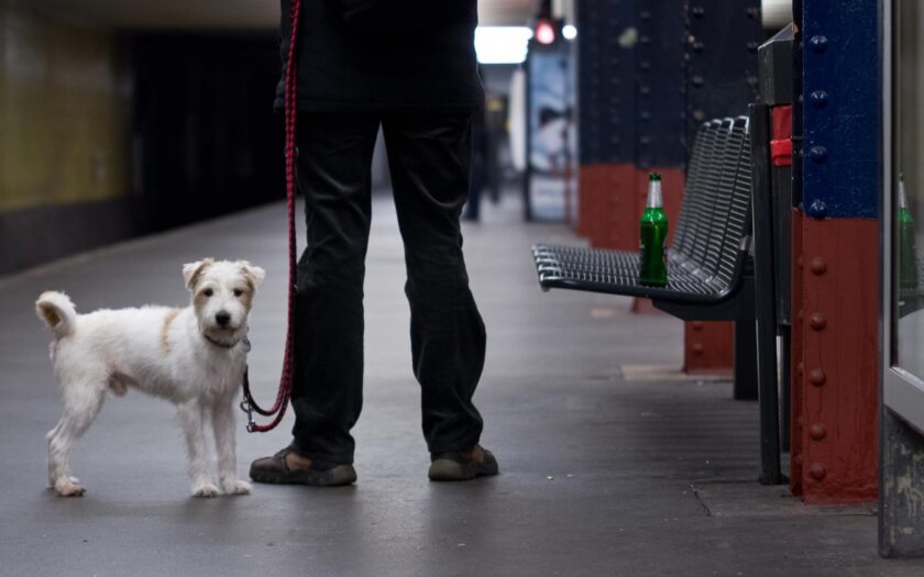 Der typische Kampfhund in Berlin. Foto: Hufner