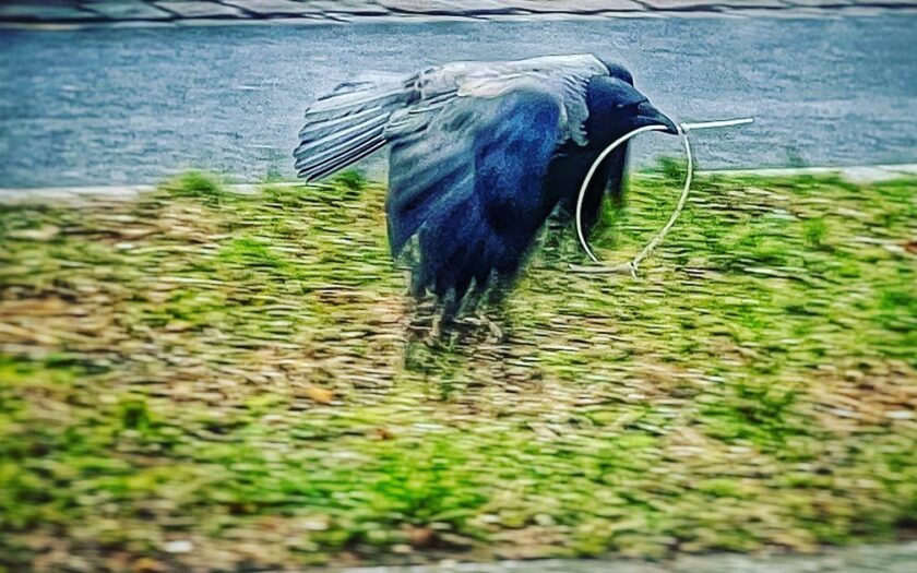 Aufräum-Vogel in Teltow. Foto: Hufner