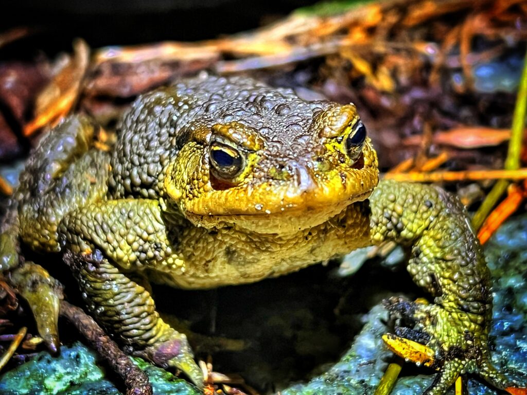 Der Frosch, der eine Erdkröte ist. Foto: Hufner