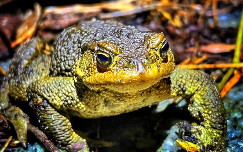 Der Frosch, der eine Erdkröte ist. Foto: Hufner