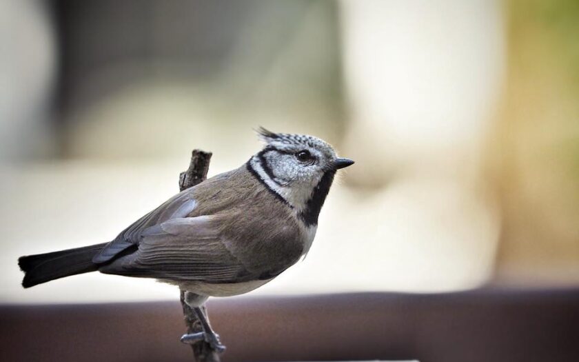 Die Vögel. Foto: MH