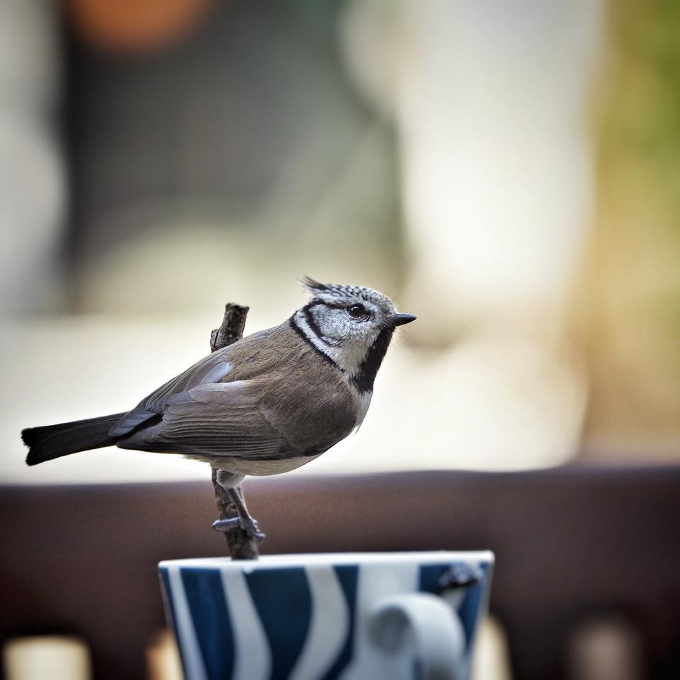 Mehr über den Artikel erfahren Das X-Problem und die Algorithmen / Musikunterunterricht und Petitionswahnsinn / Entfesselungskunst
