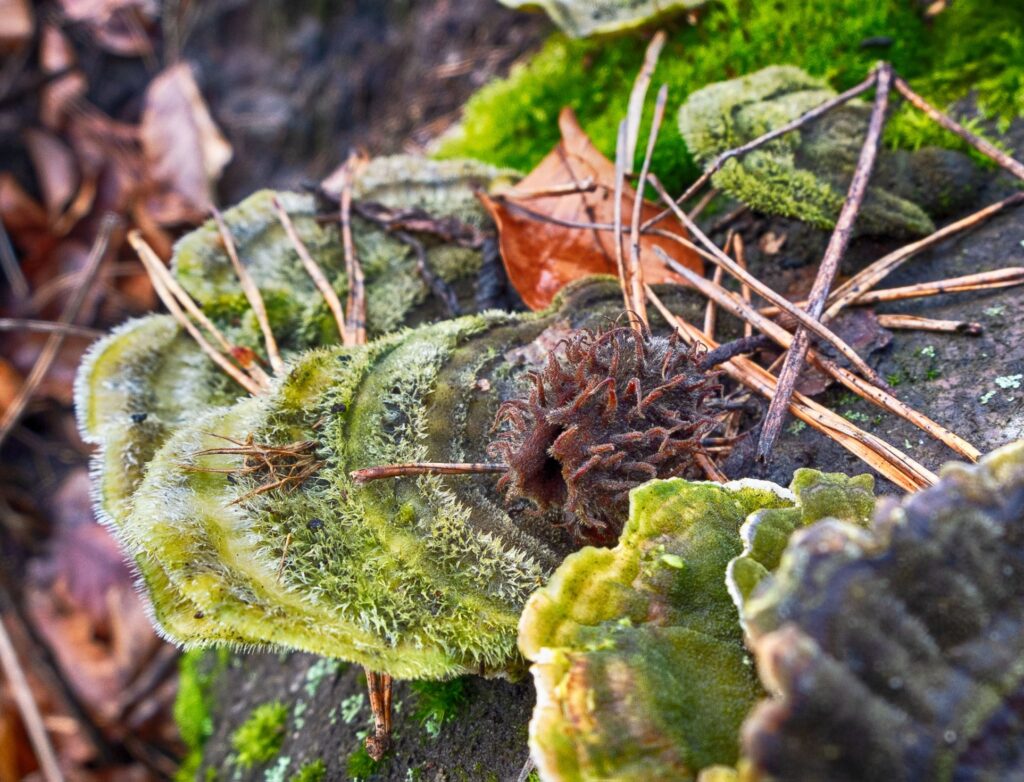 Naturschönheit. Foto: MH