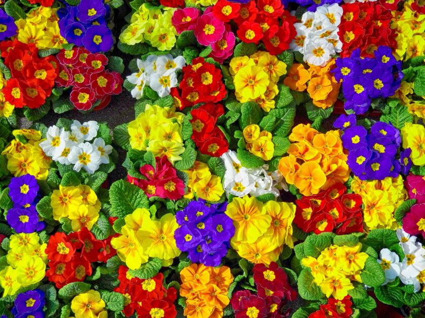 Blumen auf dem Markt. Foto: MH
