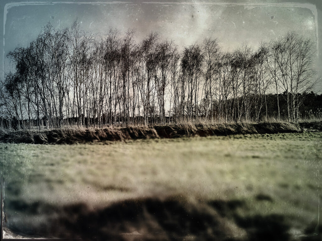 birkenwäldchen auf den rieselfeldern. foto: mh