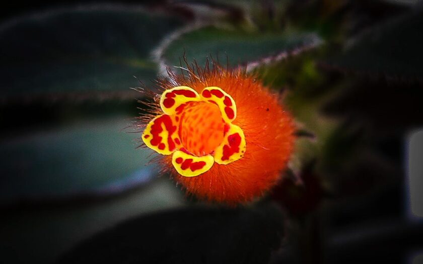 04 01 Tödliche Verlockungen