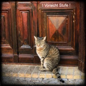 Eine Katze namens Stufe. Potsdamer Stadtgeschichten. Foto © MH