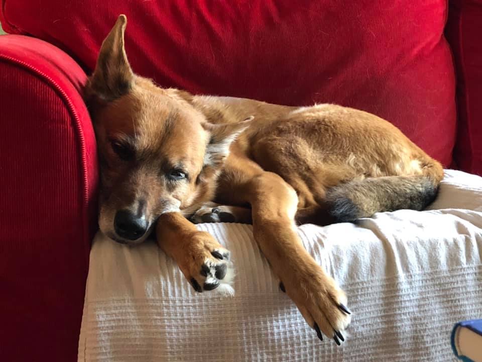 SOfahund © MH SOfahund © MH