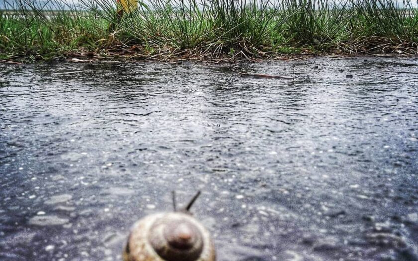 Schnecke auf dem Weg nach Polen. © MH