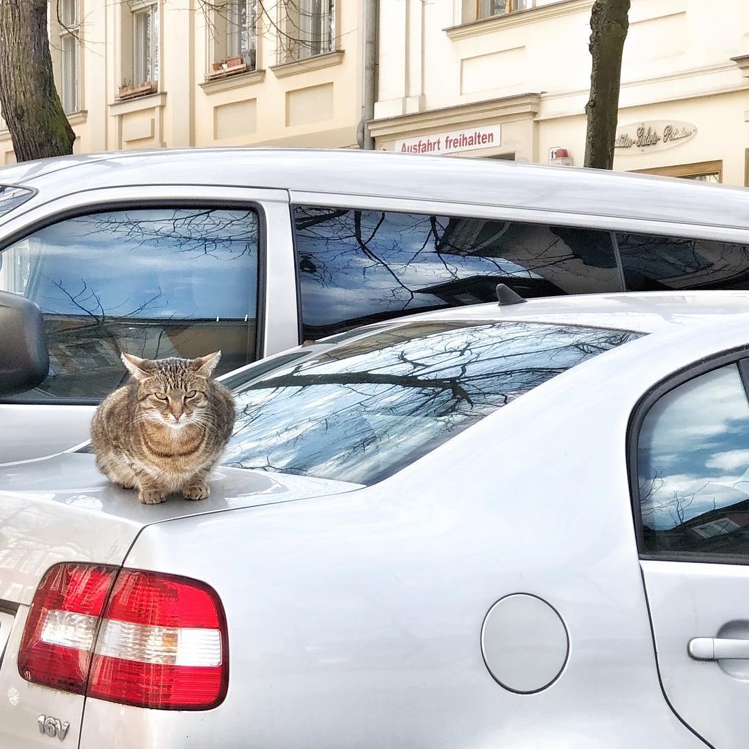 Mehr über den Artikel erfahren Taubenschach / Katze / Zugfahrn
