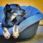 Das Leben als Hund in dieser unmöglichen Familie ist geradezu unerträglich. Wer, bitte, rettet mich. Jetzt! © MH