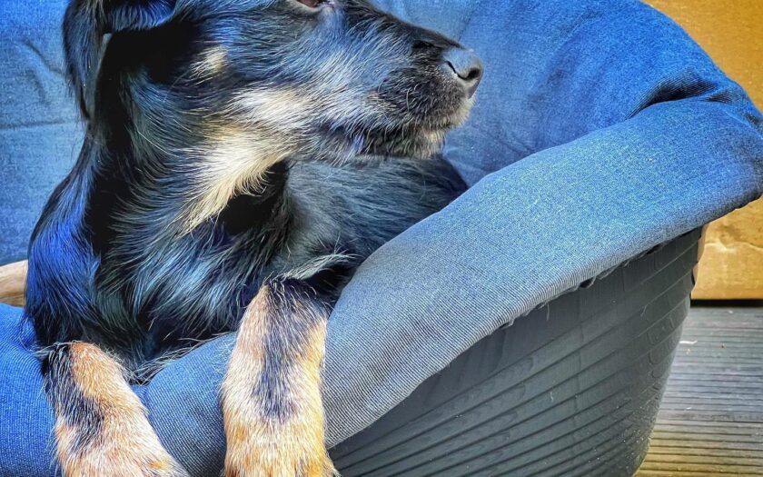 Das Leben als Hund in dieser unmöglichen Familie ist geradezu unerträglich. Wer, bitte, rettet mich. Jetzt! © MH