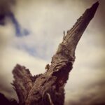 Lebendigkeit in totem Holz. © MH