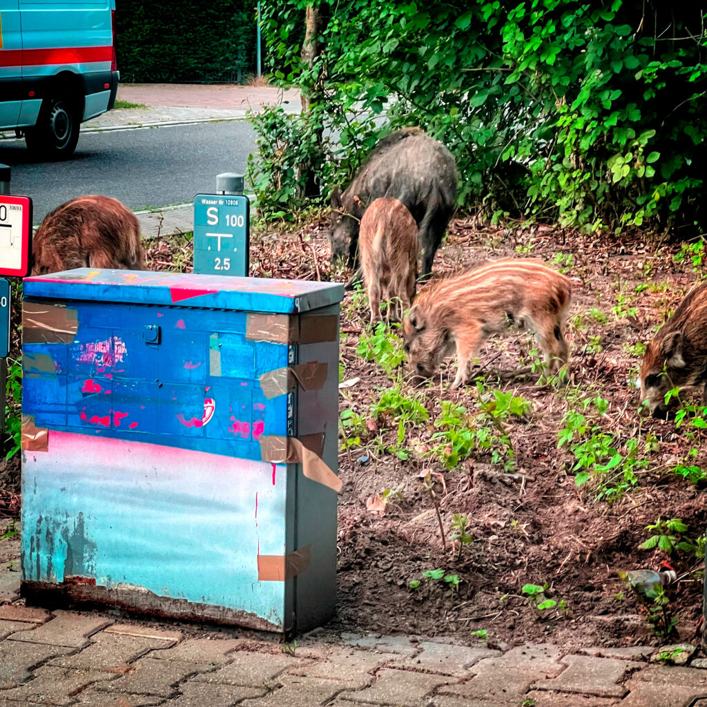 die löwen suchen nach wasser. © MH