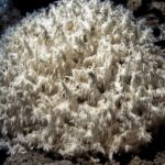 Hericium erinaceus. MH